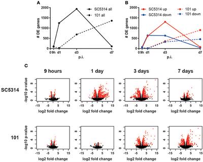 Persistence of Candida albicans in the Oral Mucosa Induces a Curbed Inflammatory Host Response That Is Independent of Immunosuppression